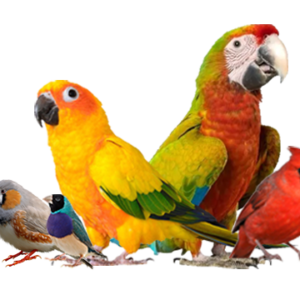 Birds