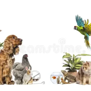 PETS
